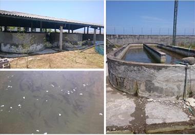 اجرای پروژه تحقیقاتی پرورش تک گونه ای کپور معمولی درحوضچه های بتنی با تراکم بالا