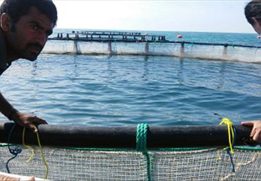 بازدید رئیس موسسه به همراه رئیس سازمان شیلات کشور از مزارع پرورش ماهی در قفس