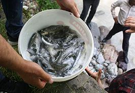 برگزاری مراسم رهاسازی بچه ماهیان آزاد دریای خزر در رودخانه های مستعد استان مازندران