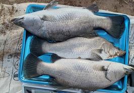 برآورد تولید یک میلیون قطعه لارو ماهی سی‌باس