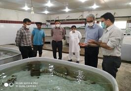 بازدید رئیس مرکز تحقیقات کشاورزی و منابع طبیعی سیستان از مرکز چابهار