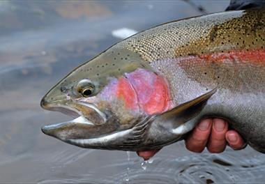 کشف باکتری جدید