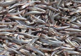 رویداد شتابی ساردین و متوتا