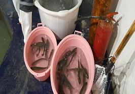 ذخیره سازی محصولات دانش بنیان طرح کلان تولید ماهی قزل آلا SPF