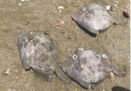 تلفات ماهیان در سواحل جنوبی