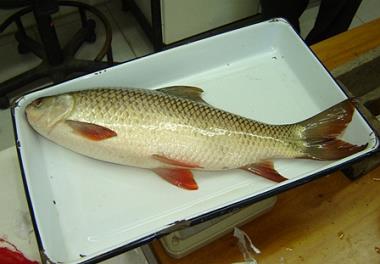 امضای موافقت نامه اجرای پروژه ارزیابی زیست محیطی کپور ماهیان هندی