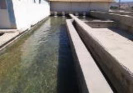 انتقال محصول دانش بنیان طرح کلان تولید ماهی قزل آلای رنگین کمان