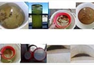 کشت متراکم دافنی ماگنا