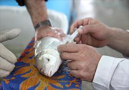 پیام دکتر بهمنی به مناسبت روز دامپزشکی