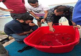 انتقال ماهی سوف سفید به منظور ذخیره سازی در قفس های پایلوت مستقر در دریایی خزر