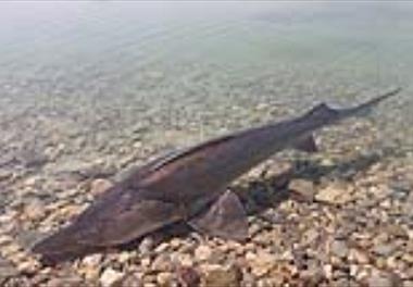 تولید خاویار پرورشی در مرکز تحقیقات ملی آبزیان آب های شور