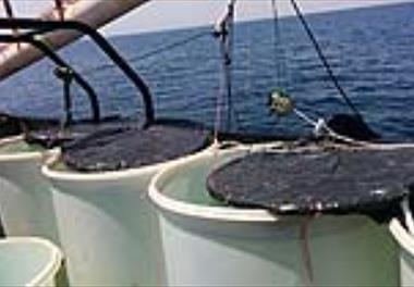 انجام گشت دریایی تحقیقاتی جمع آوری ماهیان مولد از آبهای شرق استان هرمزگان