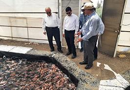 بررسی ظرفیت‌ها و چالش‌های آبزی‌پروری تیلاپیا در مرکز تحقیقات ملی آبزیان آب‌های شور