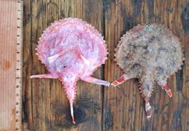 حضور گونه ماهی  Halieutaea indica