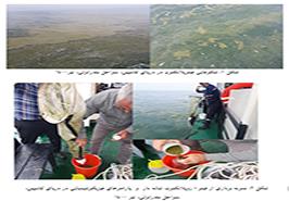 گزارش مشاهده شکوفایی فیتوپلانکتونی در دریای کاسپین، سواحل بندرانزلی