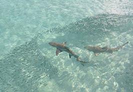 یادداشت فریدون عوفی به مناسبت روز جهانی آگاهی درباره کوسه ماهیان