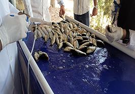 آغاز فاز دوم پروژه بررسی اثربخشی و دوره زمانی محافظت کنندگی واکسن آئروموناس هيدروفيلا در ماهی کپور معمولی