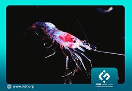 اجرای طرح پژوهشی با حمایت بنیاد ملی علم ایران