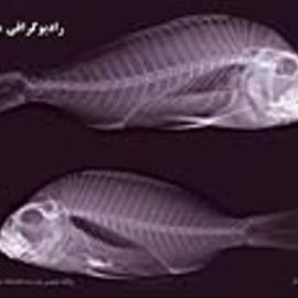 رادیوگرافی ماهی