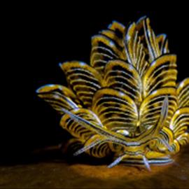حلزون دریایی در آب های فیلیپین