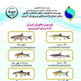 باربوس ماهیان ایران