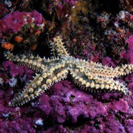 تصاویر منتخب طبیعت