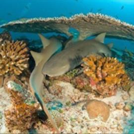 تصاویر منتخب طبیعت