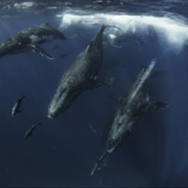 رقابت نهنگ‌ها برای جفتگیری