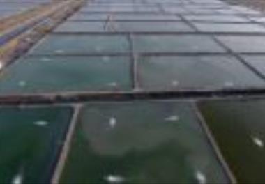 پايش شرايط اکولوژيک و مديريت مزارع پرورش ميگو در مجتمع شهيد صنعتي- گواتر