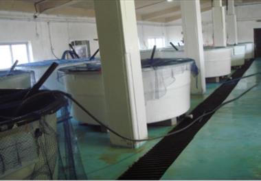 تولید پست لارو پرورشی از نسل‌های متوالی میگوی وانامی