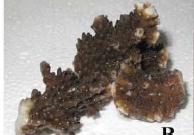 مطالعه کنترل زیستی شکوفایی جلبکی مضر با استفاده از باکتریهای دریایی بومی خلیج فارس در شرایط آزمایشگاهی