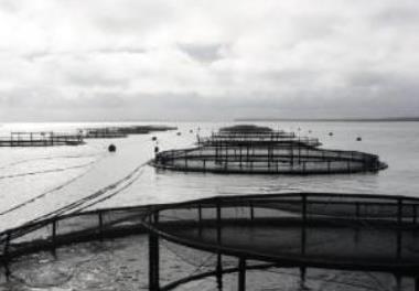 تدوین ضوابط و معیار های محل استقرار قفس های  پرورش ماهیان دریایی