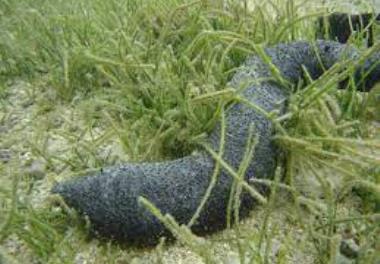 بررسی تغییرات جغرافیایی- فصلی ترکیب غذایی خیار دریایی Holothuria leucospilata