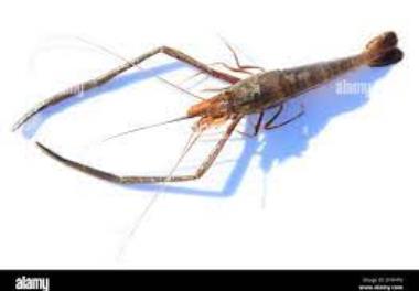 بررسی برخی اختصاصات  تولید مثل و  رشد میگوی آب شیرین Macrobrachium nipponense  درتالاب انزلی