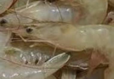 مطالعه اثر پروبیوتیک بومی تک سل بر بیان ژن‌‌های وابسته به سیستم ایمنی لارو میگوی سفید غربی (Litopenaeus vannamei)