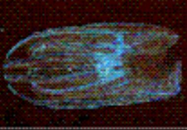 بررسی فراوانی و پراکنش شانه داران در حوزه جنوبی دریای خزر ( سواحل استان گیلان )