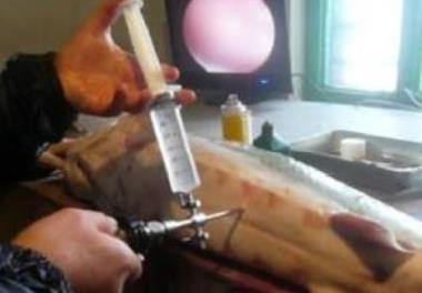 امکان تعیین جنسیت فیلماهی (Huso huso) پرورشی با استفاده از برخی از نشانه‌های ریختی