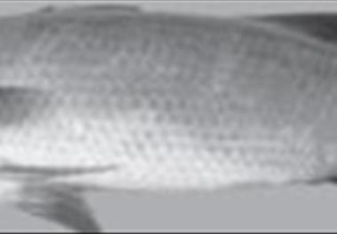 عنوان گزارش علمی : معرفی ماهی سی ¬بس آسیایی (Lates calcarifer) به صنعت آبزی ¬پروری ایران