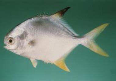 آنالیز روند صید و پیش بینی میزان تولید گونه های صید در آبهای  جنوب کشور، بر اساس اطلاعات سری های زمانی صید (1395-1376)  