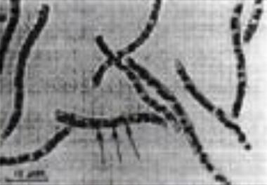 تولید پروبیوتیک باکتریایی به منظور بهینه سازی استخرهای پرورش ماهیان گرمابی با تاکید بر کاهش آمونیاک، نیترات و SH2