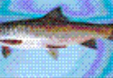 تعیین احتیاجات غذایی ماهی بنی (Barbus sharpyie)تا مرحله بازاری ( فاز اول : آنالیز لاشه از مرحله تغذیه فعال تا مرحله بازاری )