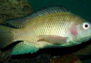 عنوان گزارش علمی : کشت توأم میگوی سفید غربی با ماهی تیلاپیای نیل