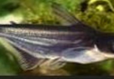 بررسی امکان تکثیر مصنوعی ماهی پنگوسی مخطط (P. hypophthalmus) و تاثیر غنی‌سازی ناپلی آرتمیا با ویتامین‌های C و E‌ بر شاخص‌های رشد و بازماندگی لاروهای آ