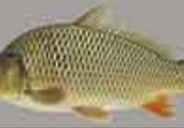 ارزیابی ذخایر و بررسی وضعیت برداشت از ذخایر ماهیان استخوانی در سواحل ایرانی دریای خزر (99-1397)