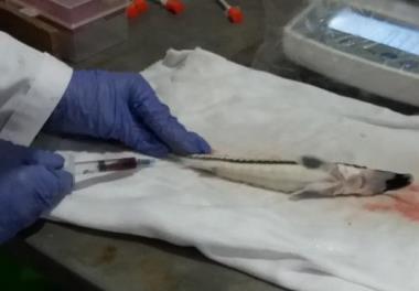 تعيين اثرات افزودن پروبيوتيک بومي بر شاخص‌هاي رشد، بيوشيميايي  و ایمنی بچه ماهی ازون برون (Acipenser stellatus)