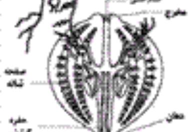 ارزیابی زیستی قورباغه Rana ridibunda در تالاب انزلی جهت بهره برداری و صادرات