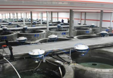 مطالعات پرورش و بهگزینی در جمعیت‌های ماهیان مولد  قزل آلای عاری  از بیماری  