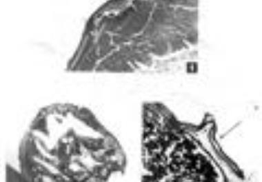 بررسی اصول فیزیولوژیک انتخاب مولدین (نر و ماده) مناسب برای باز تولید مصنوعی ازون برون