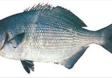 شناسایی شبکه غذایی ماهیان پلاژیک کوچک  در آبهای ایرانی دریای خزر