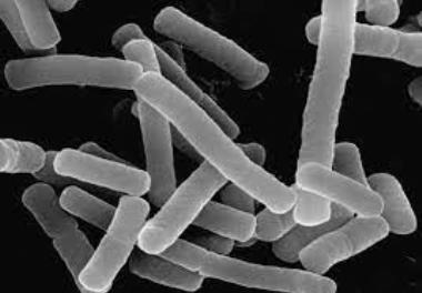 بررسی تاثیر پروبیوتیک Lactobacillus plantarum KC426951 در جیره غذایی بر شاخص های رشد، خونی و ایمنی ماهی قزل آلای رنگین کمان Onchorhynchus mykiss 
